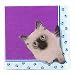 Party Supplies - THE CAT Napkins (16)