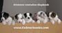 Dog Breeding & Mating: PUPPY WHELPING DVD!  Video Training for Real Live Birth of Puppies