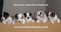 Dog Breeding & Mating: PUPPY WHELPING DVD! Video Training for Real Live Birth of Puppies