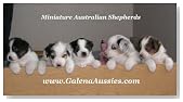 Dog Breeding & Mating: PUPPY WHELPING DVD!  Video Training for Real Live Birth of Puppies