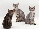 Domestic Cat, Female Silver Egyptian Mau with Two of Her 14-Week Kittens Photographic Poster Print by Jane Burton, 9x12