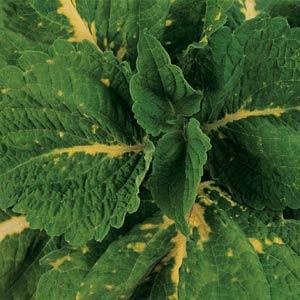 Outsidepride Coleus Kong Green - 20 Seeds Outsidepride Coleus Kong Green - 20 Seeds