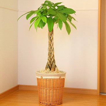 【送料無料】パキラ７号鉢(ナチュラルバスケット)【インテリアグリーン】【観葉植物】【誕生日】【お祝い】【お届け日時指定可】