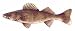 Fish Stix - Walleye Decal