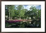 Azaleas at Bryan Park, Richmond VA Collections Framed Photographic Poster Print by Everett Johnson, 29x21