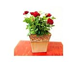 41VnhP nTTL. SL160  Red Mini Rose in Clay Pot  Ships Via 2 Day Air! Reviews