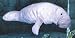 Toys : Manatee Puppet (P8156)