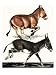 Onager and Somalian Wild Ass Art Giclee Poster Print by English School, 18x24