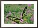 A Captive Birdwing Butterfly Lands on a Pink Flower Animals Framed Photographic Poster Print by Roy Toft, 29x21 Image