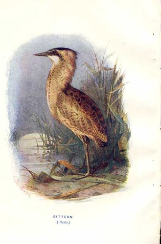 Bittern