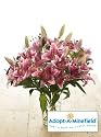Adopt-A-Minefield Pink Oriental Lilies