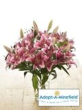 Adopt-A-Minefield Pink Oriental Lilies