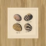Canvas 'Shells on Rattan II' by Wild Apple Studio - image/canvas size w 30 cm x h 30 cm