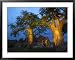 Baobab Trees at Twilight, Tuli Lodge, Botswana Framed Art Poster Print by Roger De La...