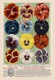 Framed Black poster printed on 20 x 30 stock. Vaughan's Seed Store - Pansies