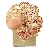 Anatomical Section Model of the Head combined With Corresponding Mr. Figures Model#AW-BS55