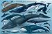Whales & Dolphins Poster (#169)
