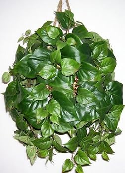 Silk Philodendron Hanging Basket