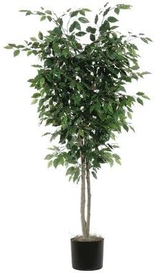 Vickerman6' Artificial Ficus Deluxe, Black Plastic Pot