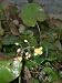 Epimedium pubigerum Orangekoenigin - Elfenblume