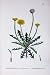 Botany Plants C1902 Common Dandelion Taraxacum Flower