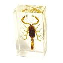 Real Bug in Crystal Clear Amber Paperweight : Blackish Scorpion