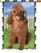 poodle9 - 28 IN FLAG JENNA POODLE