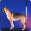 Dog Grooming Restraint Loop w/Snap Heavy-Duty 22"