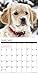 2016 Just Goldens Wall Calendar