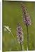 Canvas Prints of ROG-11465 Fragrant orchid, early morning, with hoary plantain (Plantago media) from Ardea Wildlife Pets