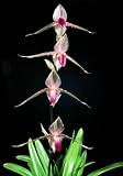 Paph Jerry Spence (Paph Berenice x rothschildianum AM/AOS(photo))