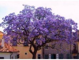 25+ Purple Empress Tree Seeds / Perennial / Paulownia Tementosa / World's Fastest Growing Tree by Seeds and Things