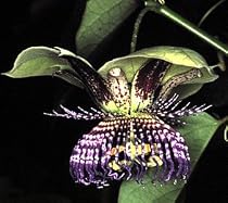 Sweet Calabash Passion Flower 15 Seeds- Passiflora