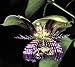 Sweet Calabash Passion Flower 15 Seeds- Passiflora