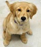 DOGS E-CALENDAR 18 Months Bonus (USA and Canada) 2012-11.