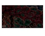 08177 Netz 04 Art Giclee Poster Print by andreas kovar, 16x20