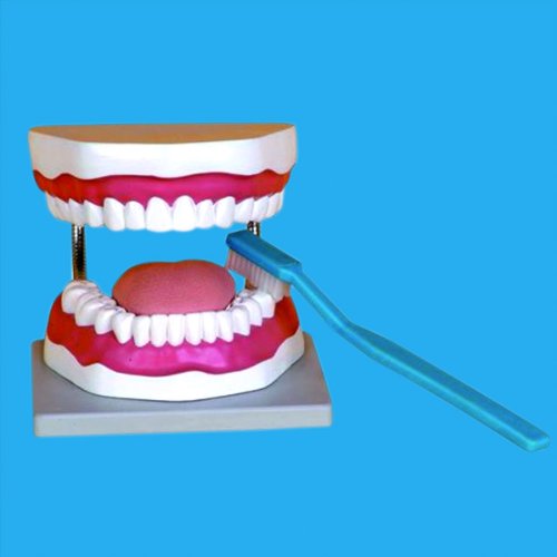Dental Oral Hygiene Model with Toothbrush