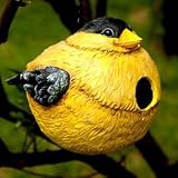 Portly Finch