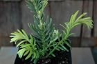 Cephalotaxus Harringtonia Duke Garden Plum Yew Tree / Bush
