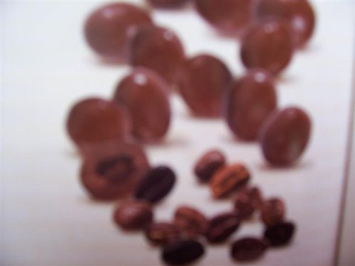 Milk Chocolate Covered Coffee Beans, Gourmet Quality, 1 Lb. by Candy Zone