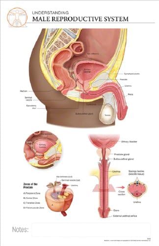 11 x 17 Post-It Anatomical Chart: MALE REPRODUCTIVE SYSTEM