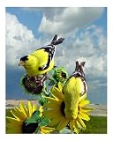 Goldfinch on Sunflower Motivational Photographic Poster Print by Winthrop Brookhouse, 8x10