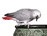 African Grey Parrot on Pot - 18