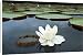 Canvas Prints of Victoria / Giant / Amazon Waterlily from Ardea Wildlife Pets