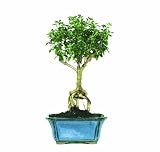 Brussels Snow Rose Bonsai 41W%2BsPwLZxL. SL160 Brussels Snow Rose Bonsai