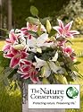The Nature Conservancy Lilies + Vase, Eco-Friendly - Lily, Eucalyptus, and Bear Grass Bouquet