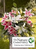 The Nature Conservancy Lilies + Vase