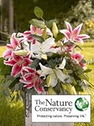 Floral The Nature Conservancy Lilies + Vase