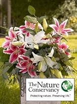 The Nature Conservancy Lilies + Vase