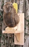 Songbird Essentials See Saw Feeder